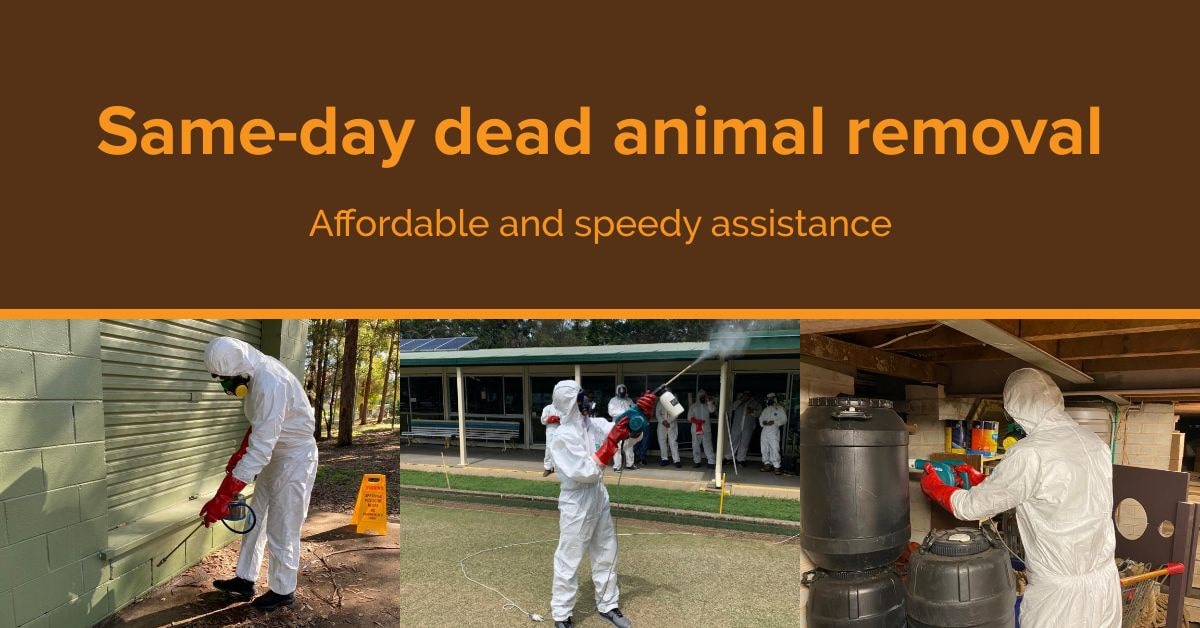 Same-day Dead Animal Removal