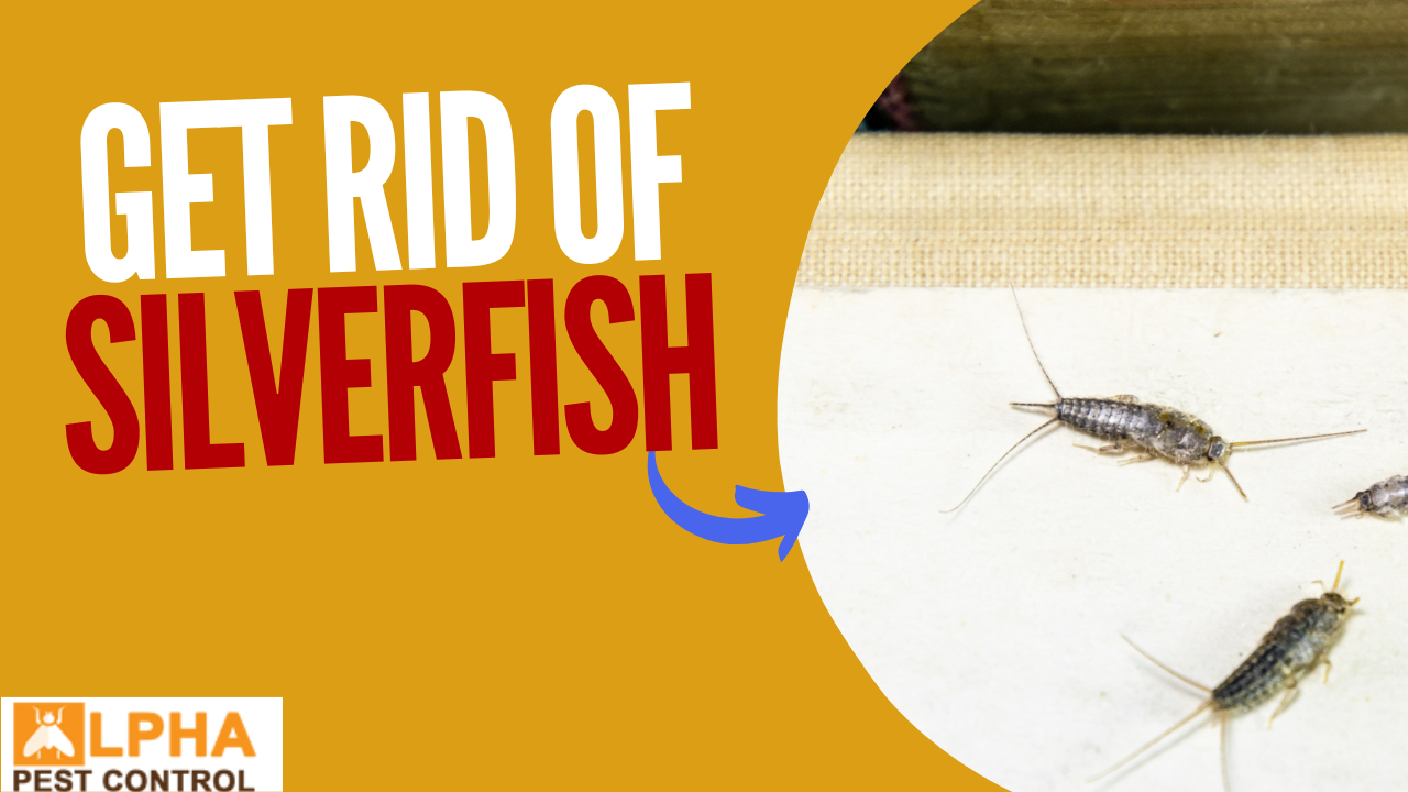 How To Get Rid Of Silverfish Once And For All