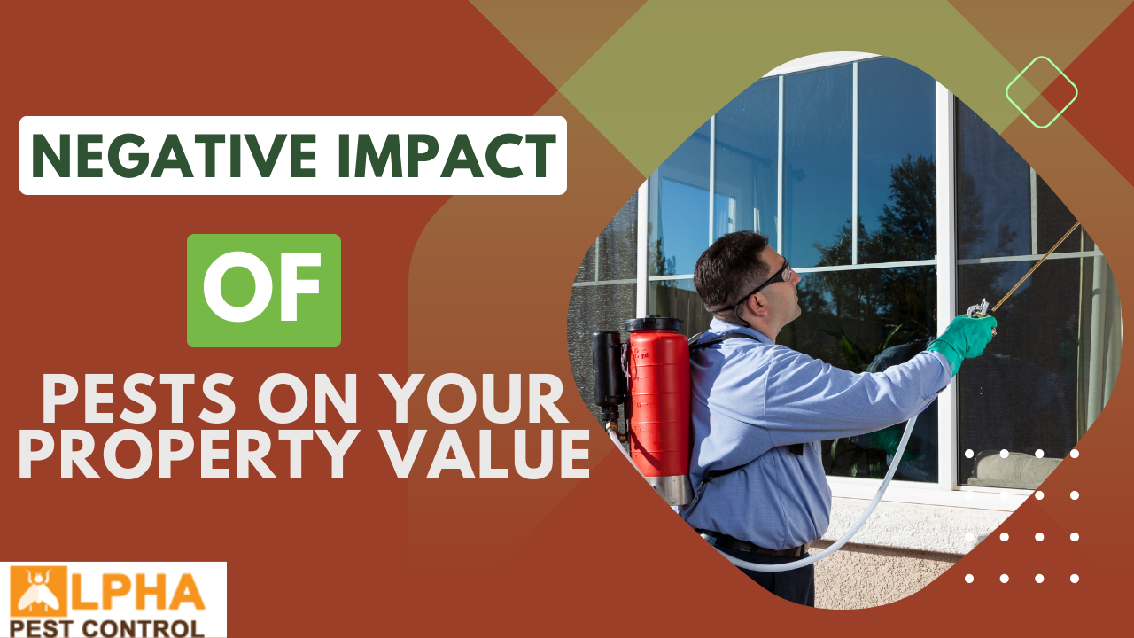 The Negative Impact Of Pests On Your Property Value