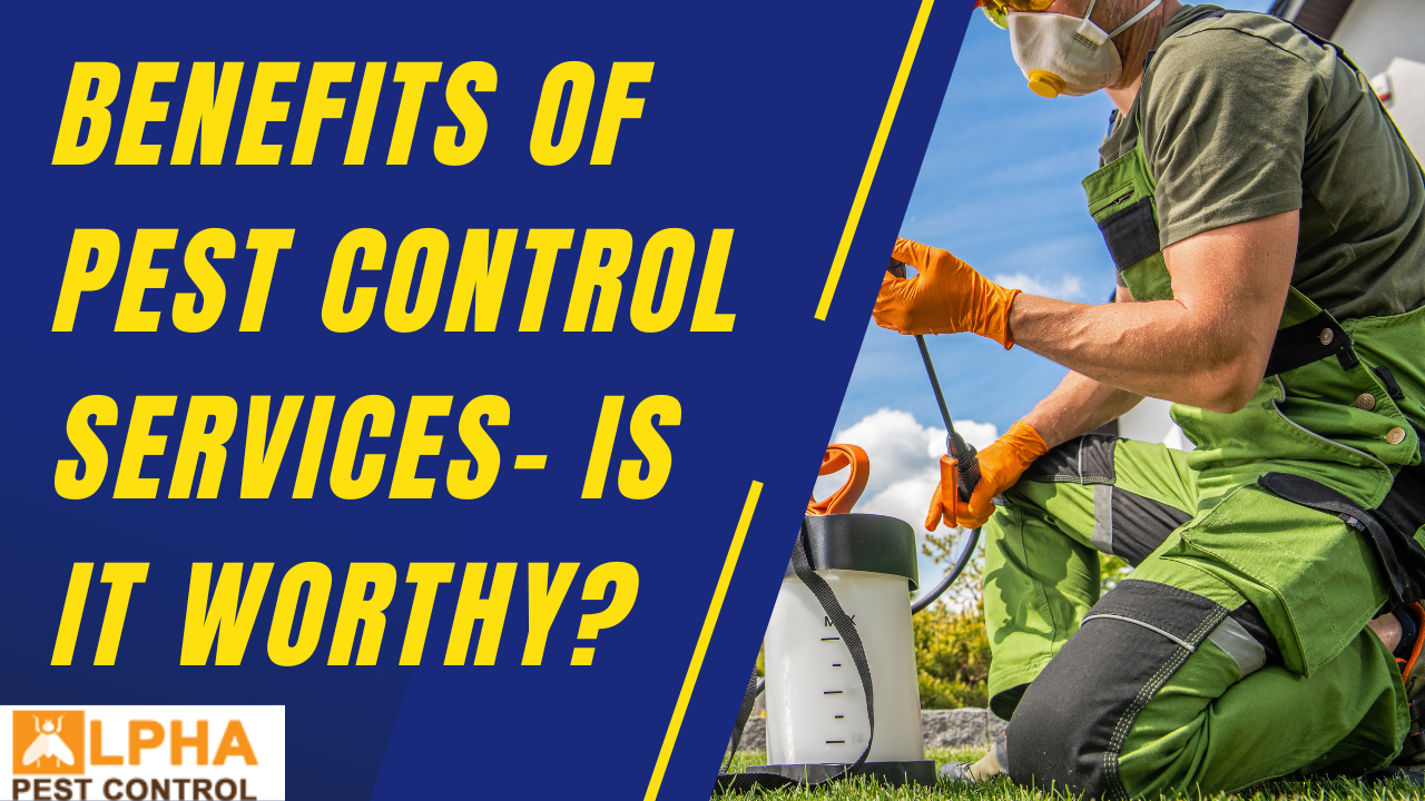Benefits of Pest Control Services- Is It Worthy?