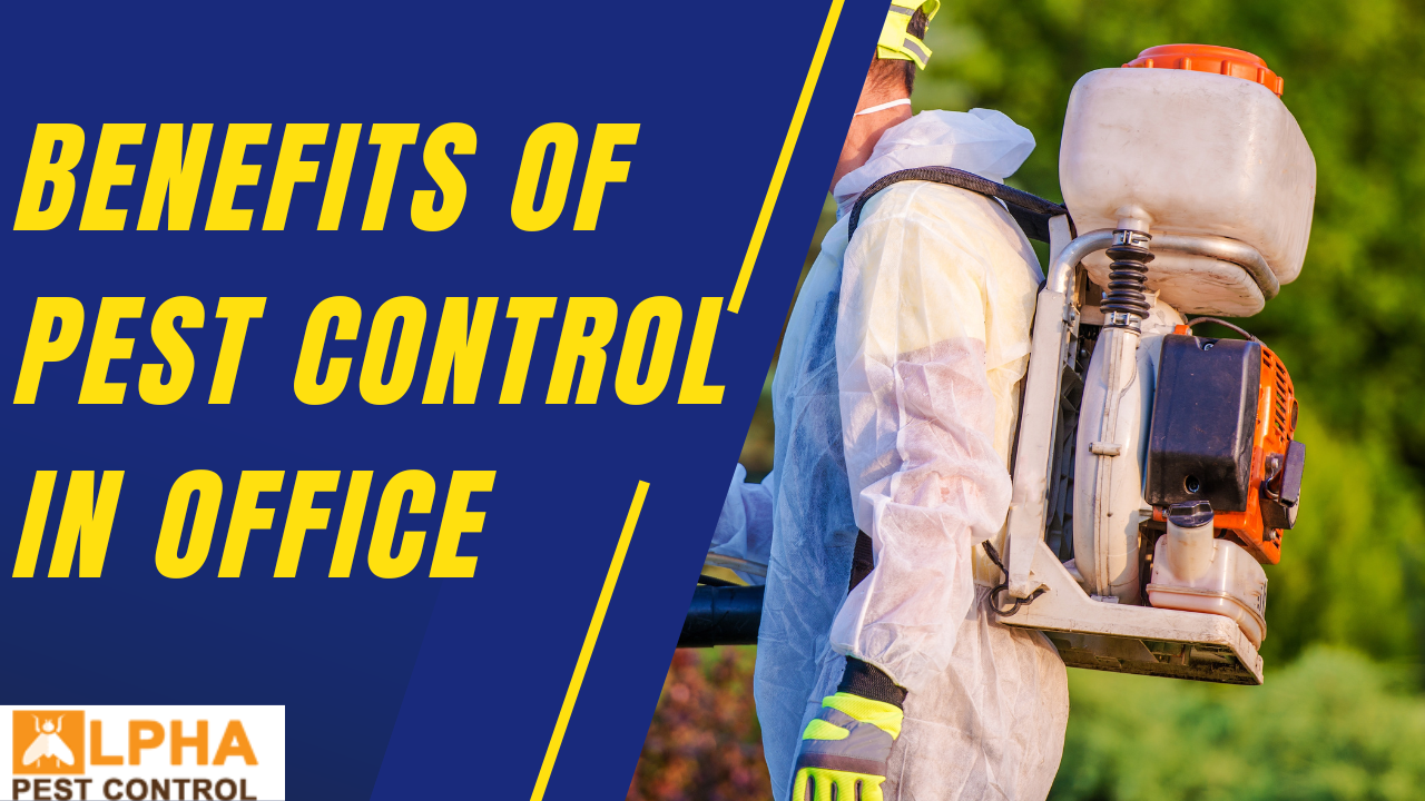 Benefits of Pest Control in Office
