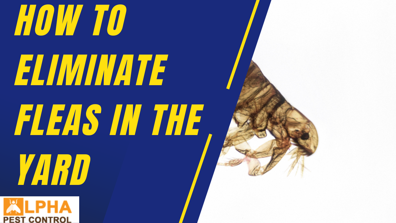 How to Eliminate Fleas in the Yard