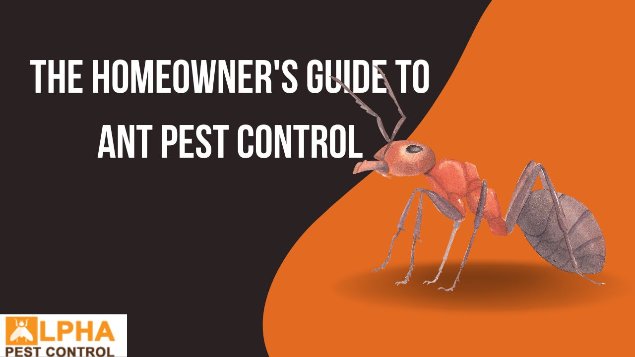 The Homeowner’s Guide to Ant Pest Control