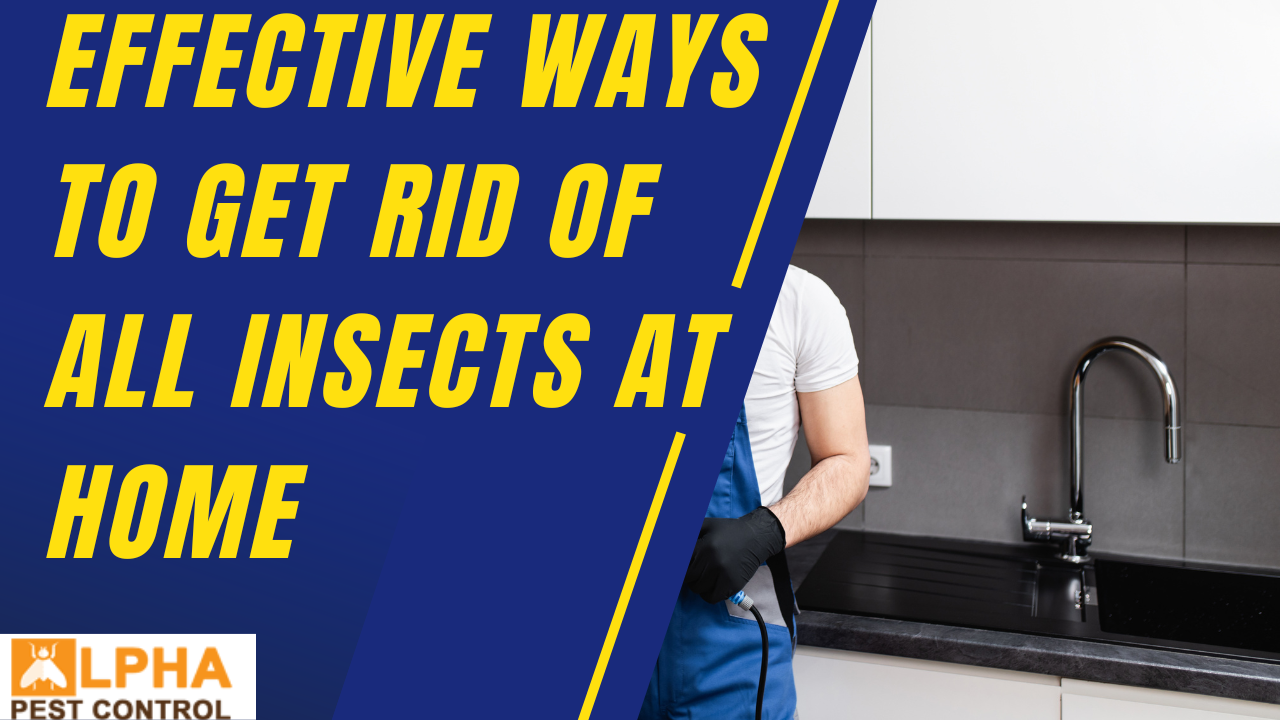 Effective Ways to Get Rid of All Insects at Home