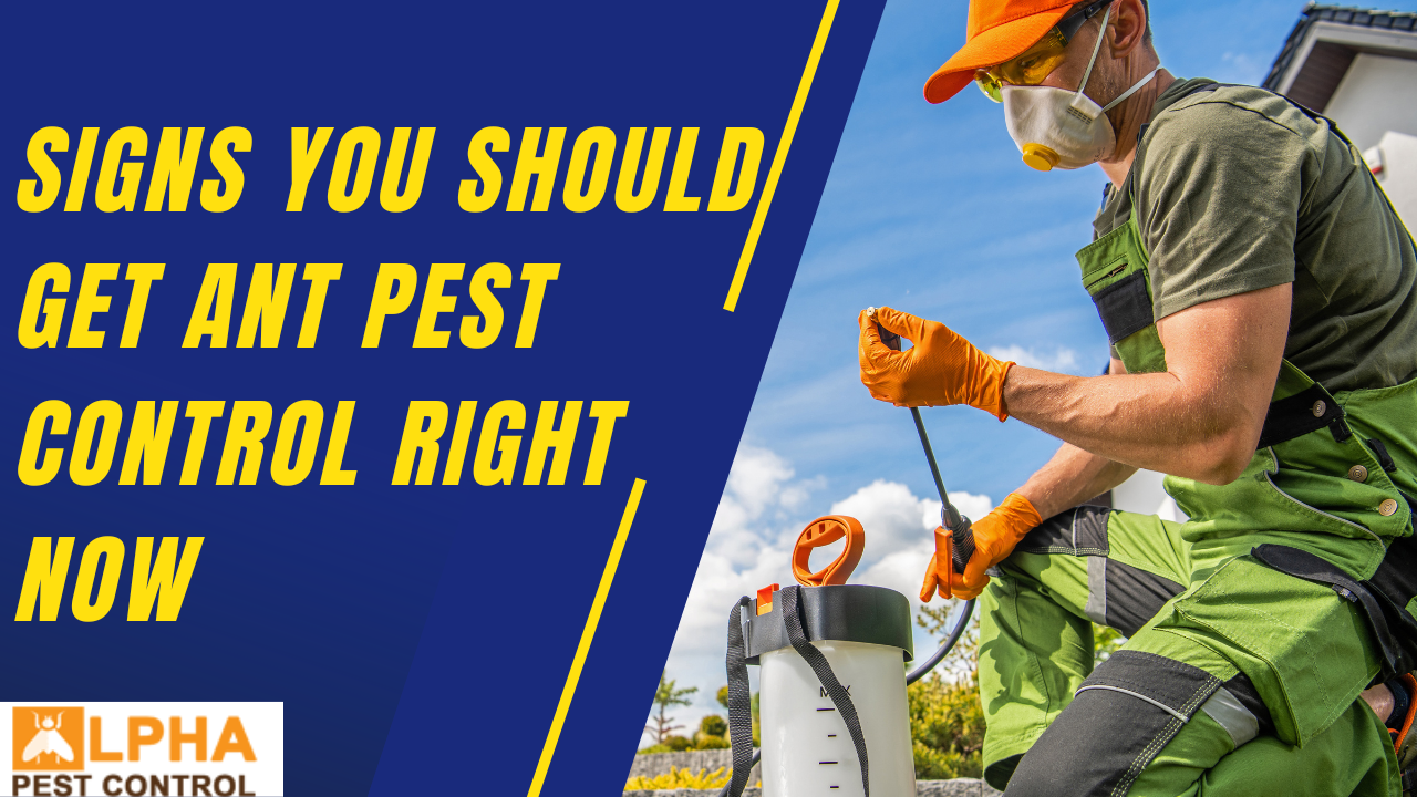 Signs You Should Get Ant Pest Control Right Now