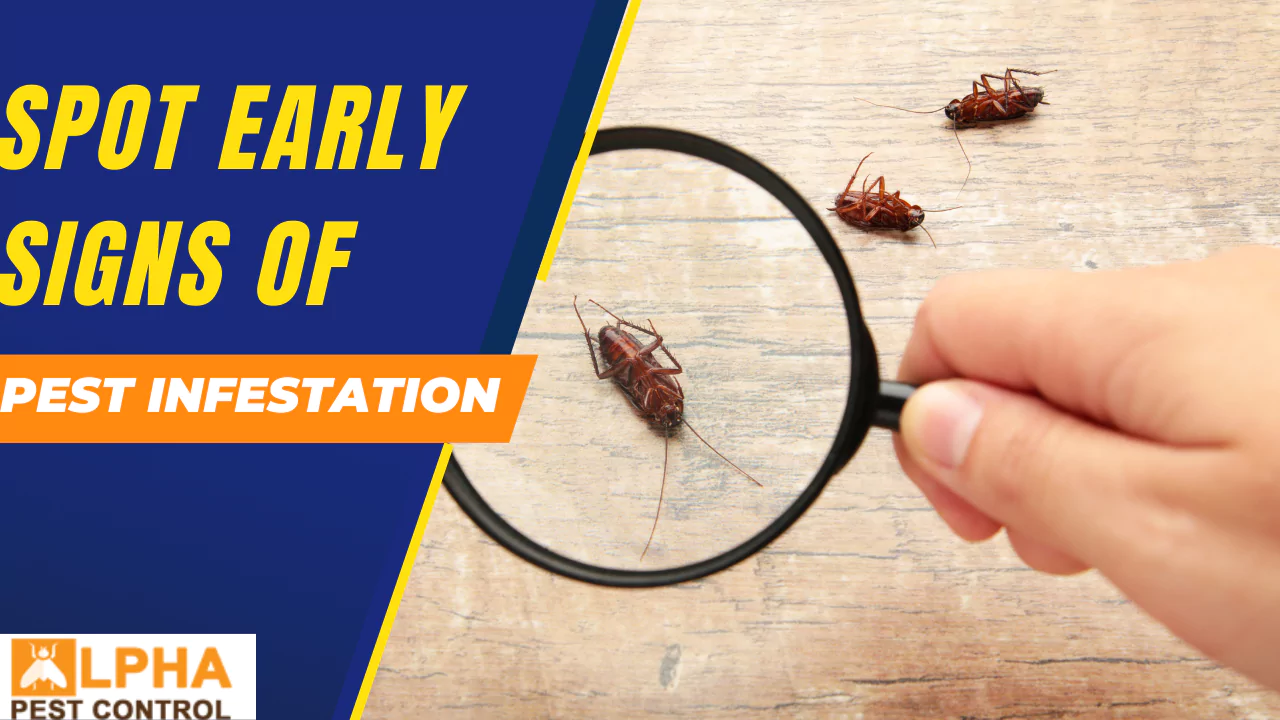 Spot Early Signs of a Pest Infestation