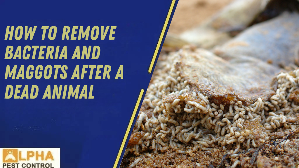The Difference Between Humane Possum Removal & Possum Trapping